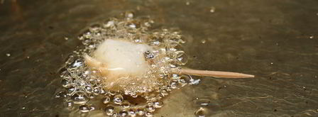 чернослив в кляре. Шаг 5