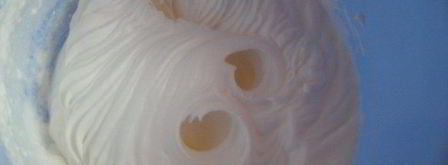 тортик с заварным лимонно-сгущенным кремом и сливками. Шаг 8