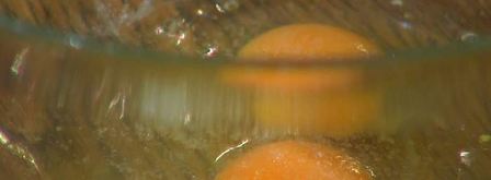 биточки из крабового мяса, огурцов и каперсов. Шаг 10