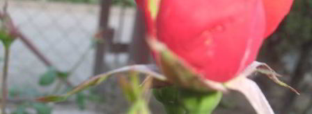 картофель с зеленью, сыром и орешками. Шаг 4