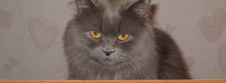 голубцы ленивые. Шаг 38