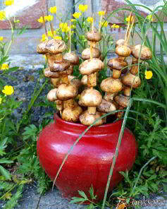 Шампиньоны на шпажках на мангале