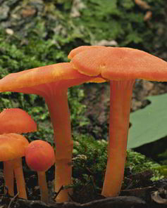 Жаренные грибы гигрофоры