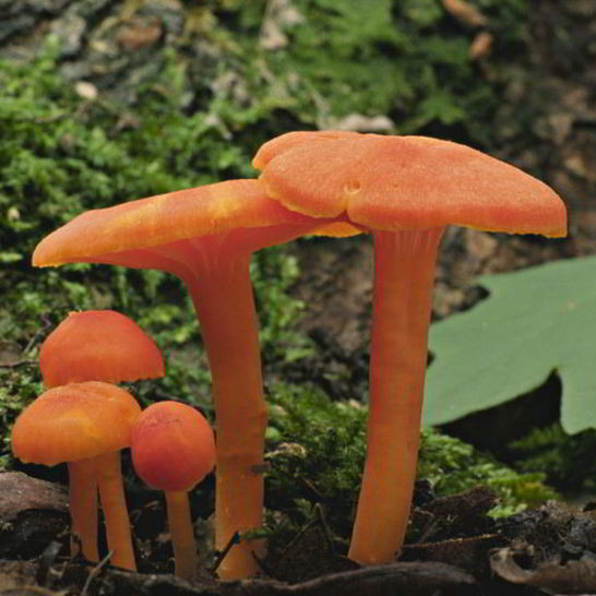 Рецепт жаренных грибов гигрофоры