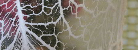 рубленые котлеты в жировой сетке. Шаг 4