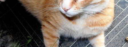 быстрые спагетти с мидиями. Шаг 19