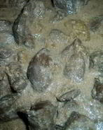 Говяжья печень в сметане