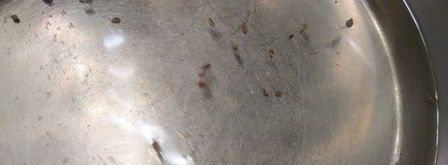 куриная печень форестер. Шаг 6