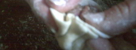 хинкали. Шаг 5