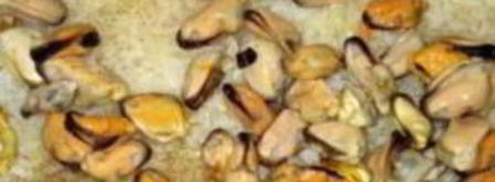 паэлья с мидиями. Шаг 6