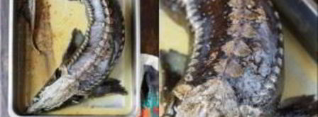 осетр в духовке. Шаг 7