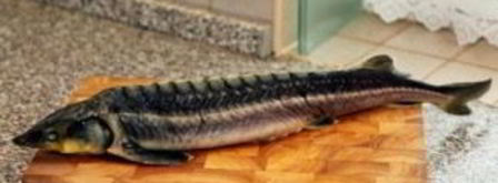 осетрина, запеченная в духовке. Шаг 2