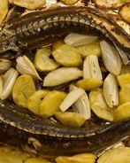 Стерлядь запеченная