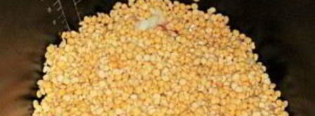 гороховая каша в мультиварке без замачивания. Шаг 2