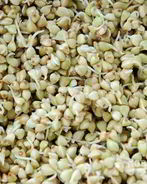 Пророщенная гречка