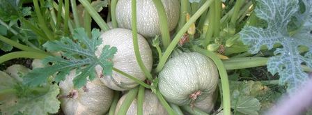 каша отыквенная. Шаг 4