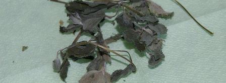 чай, ароматный и вкусный. Шаг 5