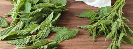 чай из крапивы. Шаг 5