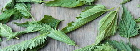 чай из крапивы. Шаг 6