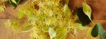 чай из липы. Шаг 2