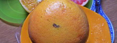 чай пуэр с цитрусами и бальзамом. Шаг 5