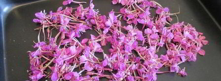 иван-чай ферментированный гранулированный. Шаг 7