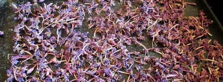 иван-чай ферментированный гранулированный. Шаг 12