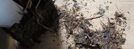 калмыкский чай. Шаг 2