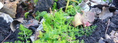 клубнично-смородиновый чай с фенхелем. Шаг 3