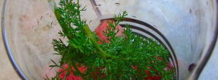 клубнично-смородиновый чай с фенхелем. Шаг 4