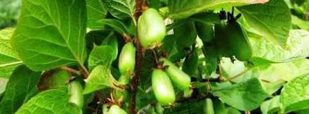 коктейль фруктовый смузи. Шаг 2