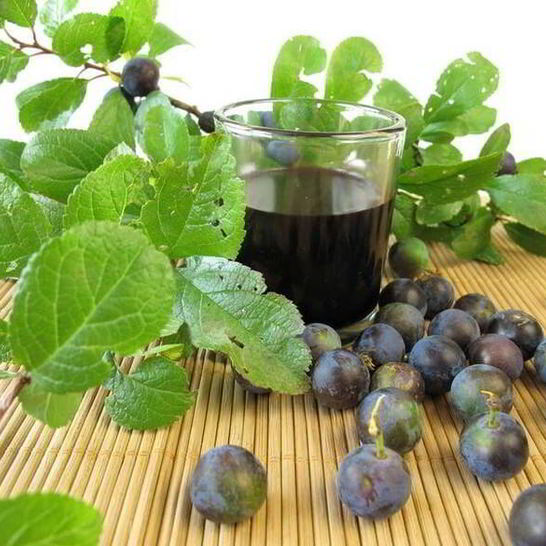 Рецепт вина из терновника