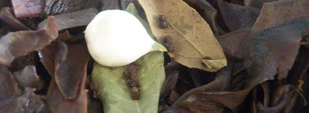 салат из сушеной баклажановой кожуры. Шаг 9