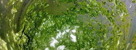 соус из базилика и рукколы. Шаг 5