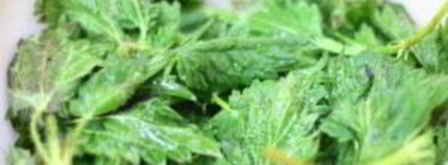 щи из щавеля с крапивой. Шаг 2