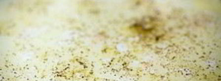 суп из цветной капусты с курицей. Шаг 8