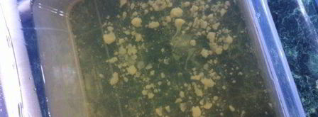 чечевичный суп-пюре. Шаг 3