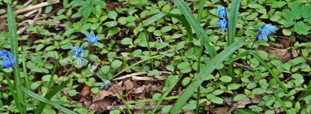 овощной сырный суп. Шаг 11