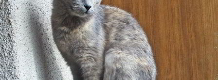 овощной сырный суп. Шаг 12