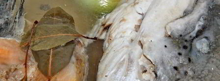 уха из головы семги. Шаг 2