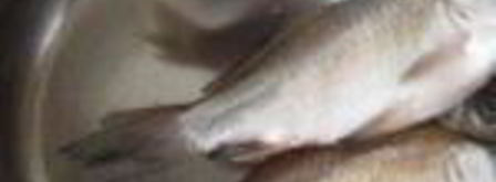 уха из карася. Шаг 5