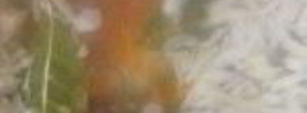 уха из карася. Шаг 7