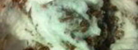 шоколадный кекс с черной смородиной. Шаг 9