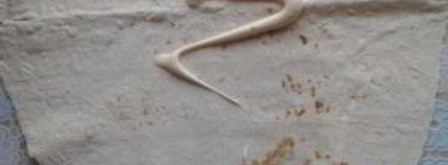 фаршированный лаваш. Шаг 5