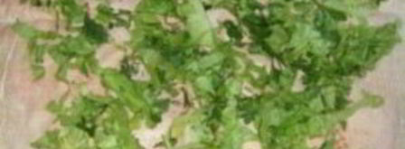 лаваш с колбасой. Шаг 3