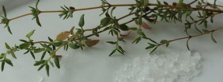 фокачча с острой копченой колбасой и тимьяном. Шаг 5