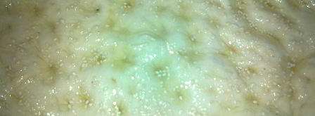 фокачча. Шаг 5