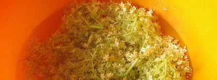 косматице оладьи из цветов черной бузины. Шаг 4