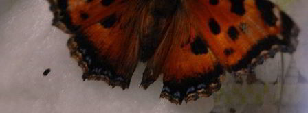 шоколадное печенье с тимьяном. Шаг 12