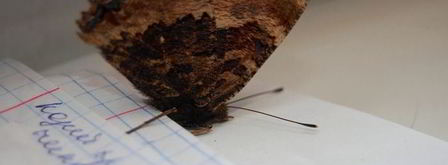 шоколадное печенье с тимьяном. Шаг 10